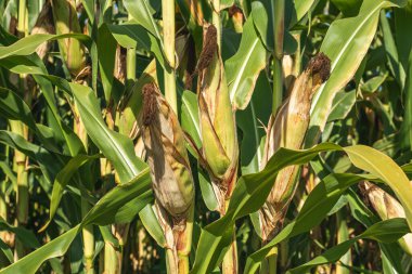 Mısır tarlasını kapatın. Seçici odaklanma. Yaz Tarım Mevsiminde Yeşil Mısır Tarlası Çiftliği. Bir tarladaki mısır tarlasına yakın..