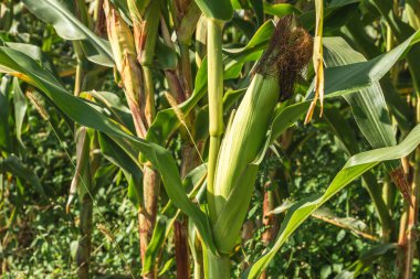 Mısır tarlasını kapatın. Seçici odaklanma. Yaz Tarım Mevsiminde Yeşil Mısır Tarlası Çiftliği. Bir tarladaki mısır tarlasına yakın..
