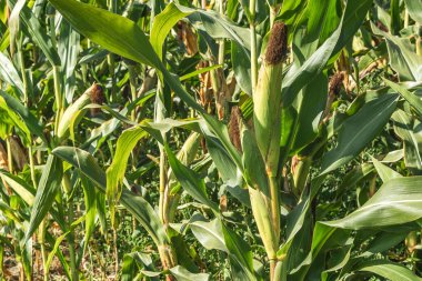 Mısır tarlasını kapatın. Seçici odaklanma. Yaz Tarım Mevsiminde Yeşil Mısır Tarlası Çiftliği. Bir tarladaki mısır tarlasına yakın..