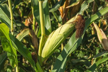 Mısır tarlasını kapatın. Seçici odaklanma. Yaz Tarım Mevsiminde Yeşil Mısır Tarlası Çiftliği. Bir tarladaki mısır tarlasına yakın..