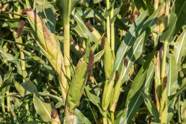 Mısır tarlasını kapatın. Seçici odaklanma. Yaz Tarım Mevsiminde Yeşil Mısır Tarlası Çiftliği. Bir tarladaki mısır tarlasına yakın..