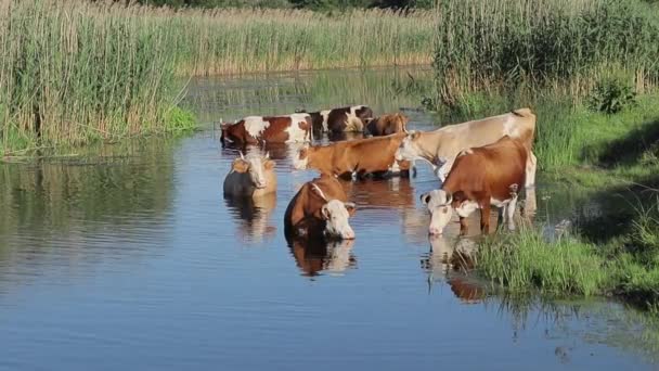 Krowy Przyszły Brzeg Rzeki Wsi Żeby Się Upić Ochłonąć Krowy — Wideo stockowe