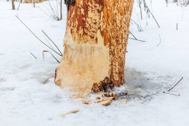 Karda bir ağaç gövdesi, nehrin kenarında kunduzlar tarafından kemirilmiş.