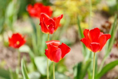 Güzel bahar laleleri yakın plan. Güzel bahar laleleri.