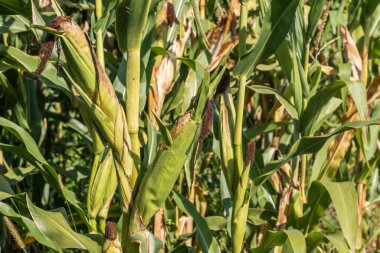 Mısır tarlasını kapatın. Seçici odaklanma. Yaz Tarım Mevsiminde Yeşil Mısır Tarlası Çiftliği. Bir tarladaki mısır tarlasına yakın..