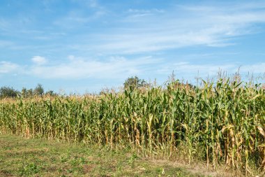 Yeşil mısır tarlası mavi gökyüzü arka planlı bir mısır tarlası manzarası. Yeşil mısır tarlası. Mısır tarlası.