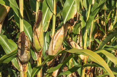 Mısır tarlasını kapatın. Seçici odaklanma. Yaz Tarım Mevsiminde Yeşil Mısır Tarlası Çiftliği. Bir tarladaki mısır tarlasına yakın..