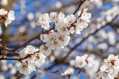 Mavi gökyüzünün altındaki güzel kayısı dallarının seçici odak noktası. Bahar mevsiminde güzel kayısı çiçekleri. Çiçek deseni, doğa arka planı..