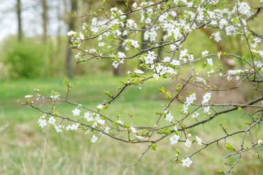 Çiçek açan bir ağacın dalı. Güneşli bir bahar gününde, bulanık bir arka planda, seçici bir odak noktasında, bir meyve ağacının güzel beyaz çiçeklerini kapatın. Çiçek açan ağaçla bahar arkaplanı.