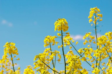 Kolza tohumu tarlası, çiçek açan kanola çiçekleri mavi gökyüzü arka planına yakın plan. Parlak sarı kolza yağı. Çiçekli kolza tohumu.