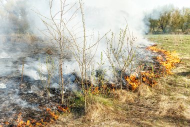 Sahada kuru otları yakmak. Sahada yangın var. Çevre felaketi, çevre, iklim değişikliği, çevre kirliliği