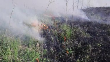 Sahada kuru otları yakmak. Sahada yangın var. Çevre felaketi, çevre, iklim değişikliği, çevre kirliliği