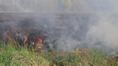 Sahada kuru otları yakmak. Sahada yangın var. Çevre felaketi, çevre, iklim değişikliği, çevre kirliliği