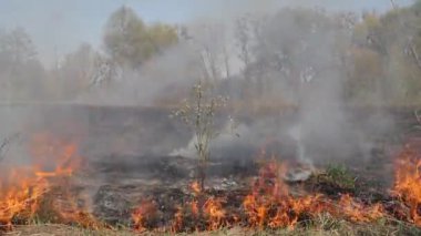 Sahada kuru otları yakmak. Sahada yangın var. Çevre felaketi, çevre, iklim değişikliği, çevre kirliliği