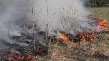 Sahada kuru otları yakmak. Sahada yangın var. Çevre felaketi, çevre, iklim değişikliği, çevre kirliliği