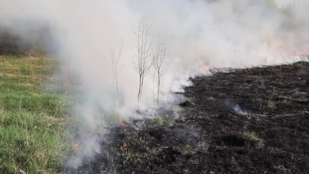 Hořící Suchá Tráva Hřišti Oheň Poli Environmentální Katastrofa Životní Prostředí — Stock video