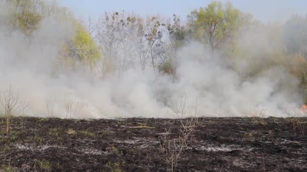 Quemando Hierba Seca Campo Fuego Campo Desastre Ambiental Medio Ambiente — Vídeos de Stock