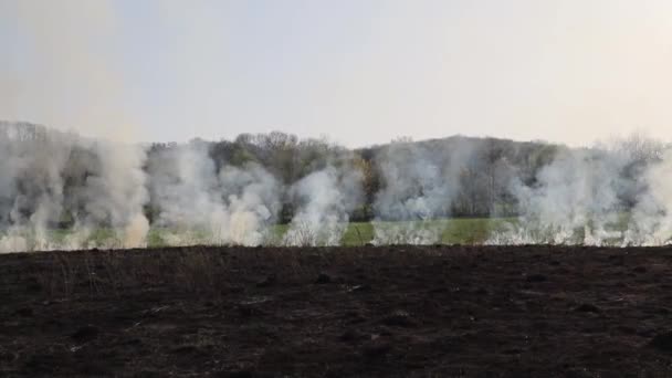 Καίγοντας Στεγνό Γρασίδι Στο Χωράφι Φωτιά Στο Χωράφι Περιβαλλοντική Καταστροφή — Αρχείο Βίντεο