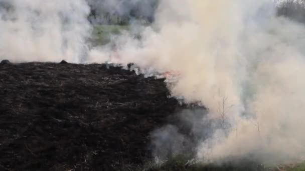 Sahada Kuru Otları Yakmak Sahada Yangın Var Çevre Felaketi Çevre — Stok video