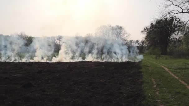 Droog Gras Verbranden Het Veld Vuur Het Veld Milieuramp Milieu — Stockvideo