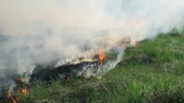 Hořící Suchá Tráva Hřišti Oheň Poli Environmentální Katastrofa Životní Prostředí — Stock video