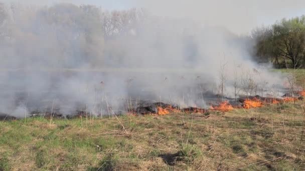 Brûler Herbe Sèche Sur Terrain Feu Sur Terrain Catastrophe Environnementale — Video