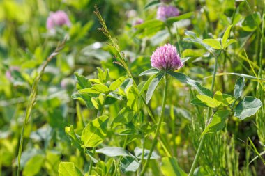 Pembe yonca çiçeği. Trifolium pratense. Koyu pembe çiçekler açar. Vahşi kırmızı yonca, trifolium pratense yakın plan, Avrupa 'da çok yaygın bir bitki.