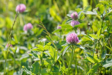 Pembe yonca çiçeği. Trifolium pratense. Koyu pembe çiçekler açar. Vahşi kırmızı yonca, trifolium pratense yakın plan, Avrupa 'da çok yaygın bir bitki.