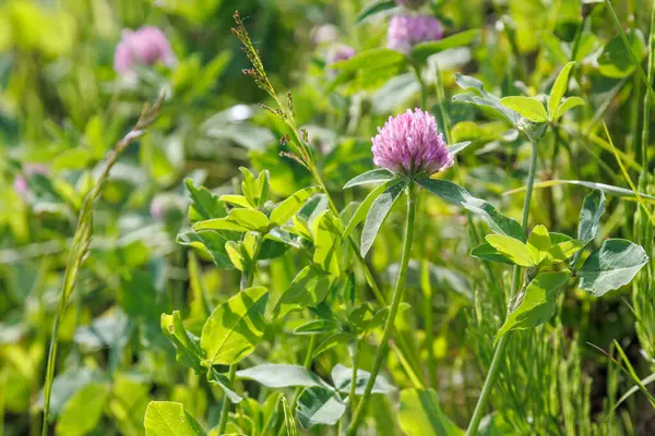 stock image Pink clover flower close-up. Trifolium pratense. Dark pink flowers bloom. Close-up of wild red clover, Trifolium pratense, a perennial plant common in Europe