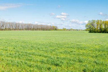 Yeşil tarlalar, arka planda ağaçlar, tarımın güzel gökyüzü manzarası.