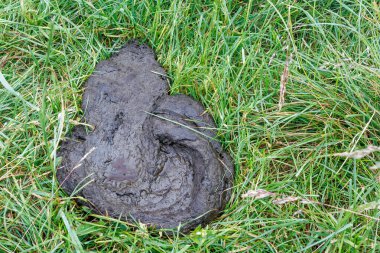 Çimenlerin üzerinde inek gübresi keki. Yeşillik bir çimenlikteki inek gübresinin detaylı bir görüntüsü kırsal yaşamın ve tarımın özünü yakalıyor..