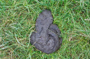 Çimenlerin üzerinde inek gübresi keki. Yeşillik bir çimenlikteki inek gübresinin detaylı bir görüntüsü kırsal yaşamın ve tarımın özünü yakalıyor..