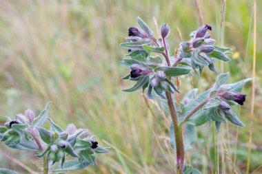 Nonea pulla - Kıllı açık yeşil yapraklı kahverengi nonea çiçeği ve koyu kırmızı yapraklar. Aile Boraginaceae
