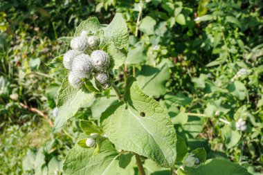 Arctium tomentosum yakın çekim, diğer adıyla yünlü dulavrat dulavrat ya da dikenli dulavrat bir asteraceae familyasına aittir. Yünlü Burdock - Arctium Tomentosum - Yakın plan görünüm.