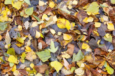 Solmuş sonbahar yaprakları yerde..