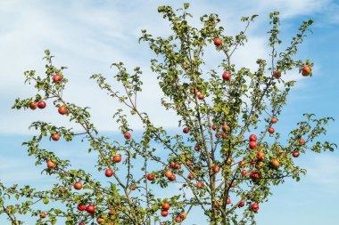 Mavi gökyüzüne karşı kırmızı elmalı elma dalları. Bahçe konsepti