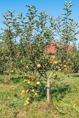 Olgun elmalarla dolu genç bir ağaç yeşil yapraklarla süslenmiş bir dala asılmış..