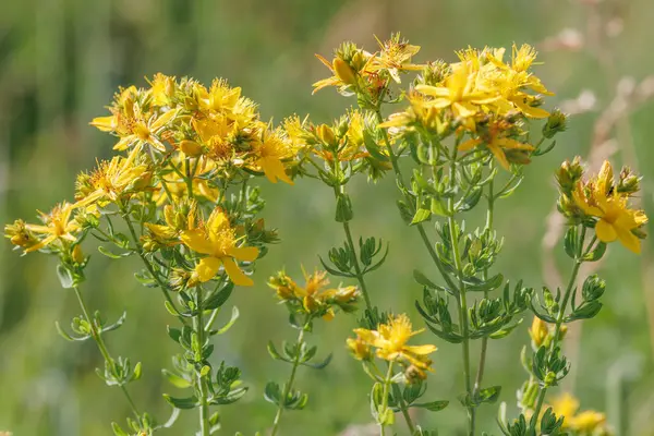 Stock image Hypericum perforatum, known as St John's wort, common or perforate St John's-wort.