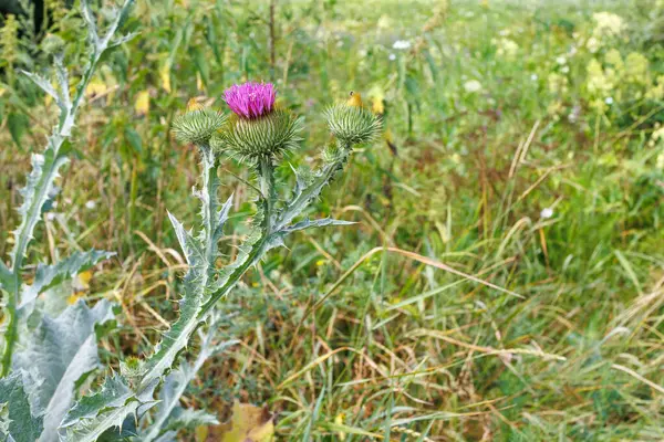 stock image Blessed milk thistle pink flowersin field. Silybum marianum herbal remedy plant. Banner. Saint Mary's Thistle pink bloom. Marian Scotch thistle blossom. Mary Thistle, Cardus marianus blooms