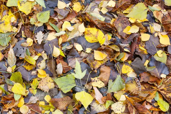 Solmuş sonbahar yaprakları yerde..