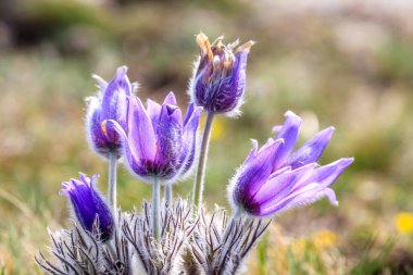 Çimen çiçeği rüyası. Pulsatilla ilkbaharın başlarında ormanlarda ve dağlarda çiçek açar. Mor pulsatilla çiçekleri yakın plan..