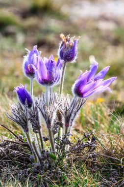 Çimen çiçeği rüyası. Pulsatilla ilkbaharın başlarında ormanlarda ve dağlarda çiçek açar. Mor pulsatilla çiçekleri yaklaşır.
