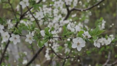 Çiçekli bir dal. Erik dallarında beyaz çiçekler açarlar. Bahar kiraz çiçekleri. Yakından.