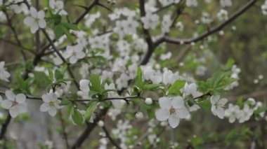 Çiçekli bir dal. Erik dallarında beyaz çiçekler açarlar. Bahar kiraz çiçekleri. Yakından.