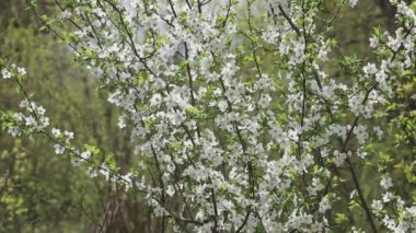 Çiçekli dallar. Bahar kiraz çiçekleri. Beyaz erik ve kiraz çiçeklerinden oluşan yemyeşil dallar. - Evet. Yakından.