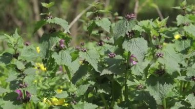 Vahşi sağır ısırgan otu mor lamium purpureum veya mor başmelek çiçekli bitki.