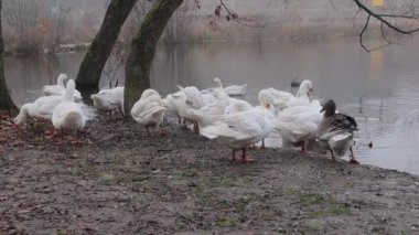 Beyaz ve gri kazlar su kenarına akın ediyor. Tarım. Göl kenarındaki kaz sürüsü. Tarım. Göl kenarındaki evcil kazlar.