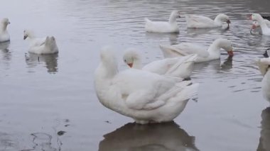 Beyaz ve gri kazlar su kenarına akın ediyor. Tarım. Göl kenarındaki evcil kazlar.