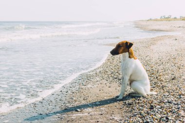 Açık havada tüysüz bir tilki teriyeri köpeği. Deniz kıyısında pürüzsüz saçlı bir tilki teriyeri oturuyor.