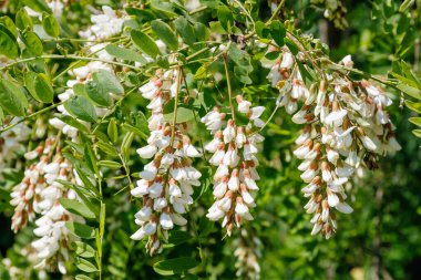 Siyah çekirge Robinia psödoacia 'nın güzel beyaz çiçekleri, çiçek şeklinde kabaran akasya ağacı.